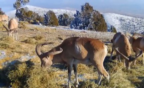 Yaban koyunları doğada beslenirken fotokapanla kaydedildi