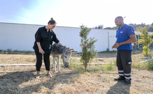 Yangından kurtarılan hayvanlar rehabilite ediliyor