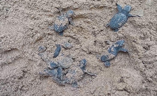 Yumurtadan çıkan 260 yavru caretta caretta denize kavuştu