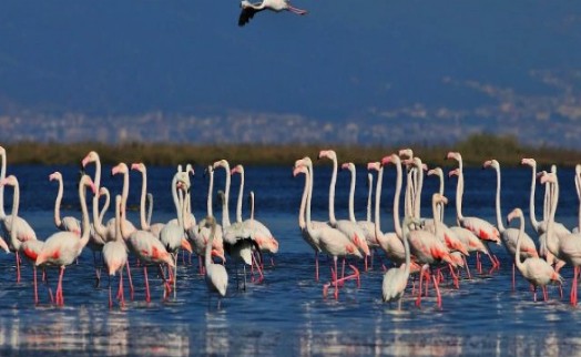 Bir imzayla milyonlarca kuş ölüme terk ediliyor