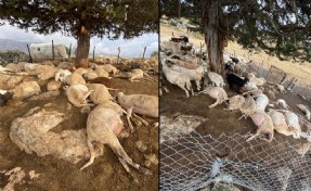 Çınar ağacına yıldırım düştü, altında bulunan 30 küçükbaş öldü