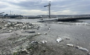 İzmir'de balık ölümleri ve kötü koku sürüyor