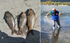 İzmir'deki Gölcük Gölü'nde balık ölümleri