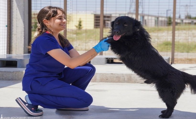 Sahipsiz Köpek Popülasyonu Yönetimi İzmir Eylem Planı hazırlandı