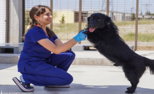 Sahipsiz Köpek Popülasyonu Yönetimi İzmir Eylem Planı hazırlandı