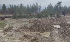 Kazdağları'nda ağaç katliamı mahkeme kararına rağmen devam ediyor