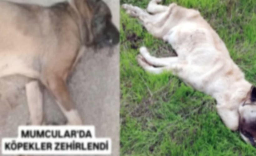 Bodrum’da vahşet: Köpekleri telle boğup zehirlediler!