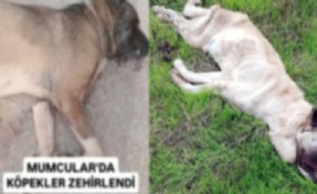 Bodrum’da vahşet: Köpekleri telle boğup zehirlediler!