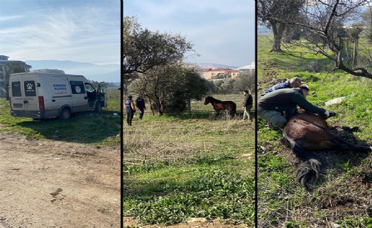 Kemalpaşa’da yaralı Yılkı Atı'na anında müdahale