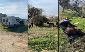 Kemalpaşa’da yaralı Yılkı Atı'na anında müdahale