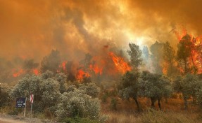 Muğla'da orman yangınlarının yüzde 59'u insan kaynaklı