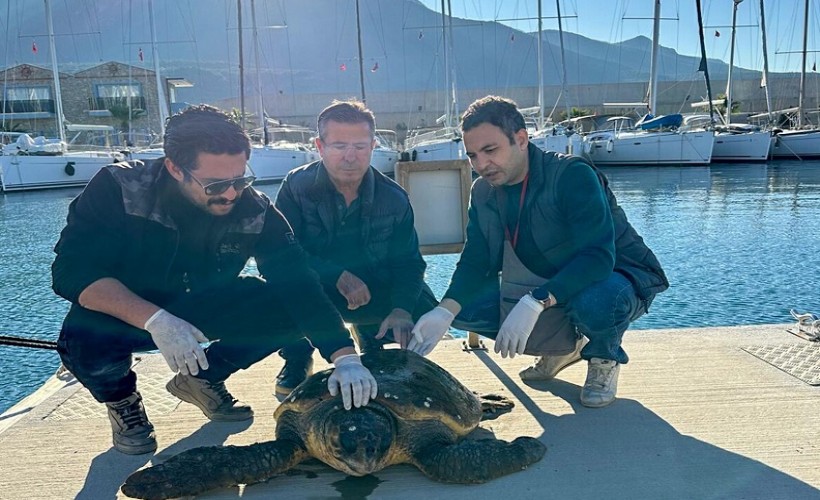 Muğla’da yaralı caretta caretta, tedaviye alındı