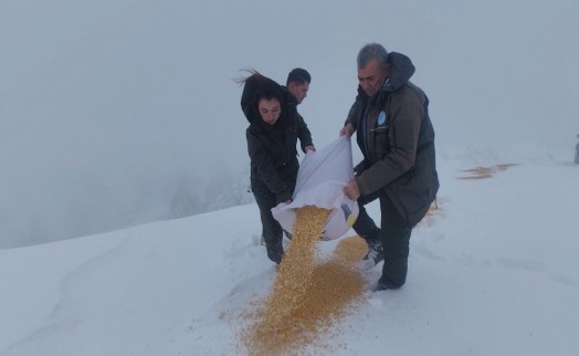 Yaban hayvanları için doğaya yem bırakıldı