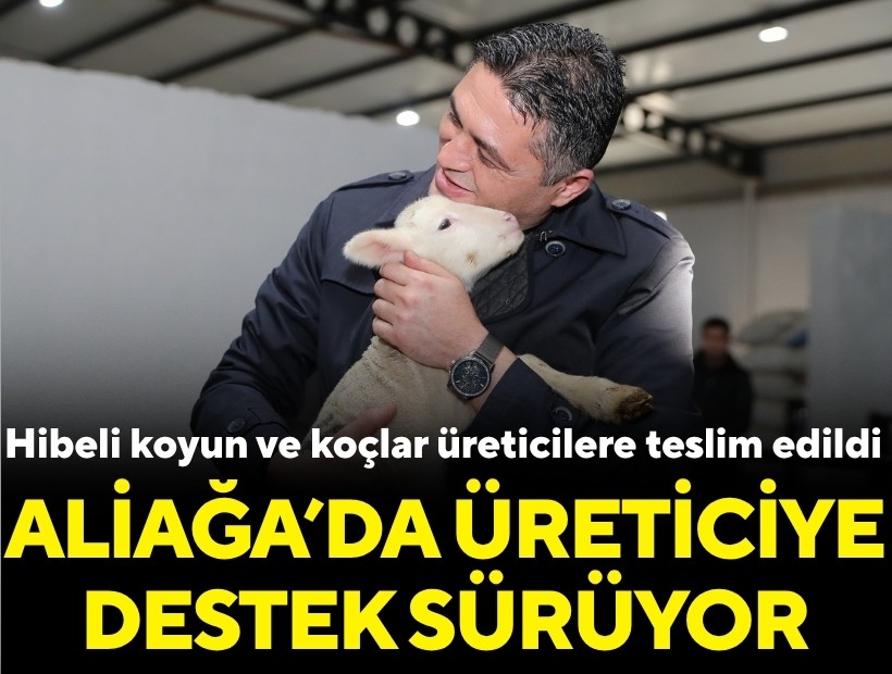 Aliağa’da üreticiye destek sürüyor: Hibeli koyun ve koçlar üreticilere teslim edildi
