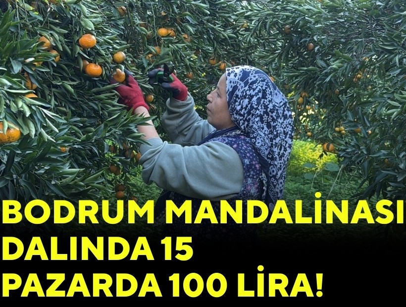 Dalında 15, tezgahta 100 lira: Bodrum mandalinasında fiyat makası