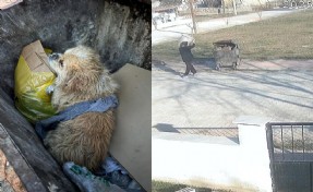 Ayaklarını bağladığı köpeği çöp konteynerine attı; o anlar kamerada