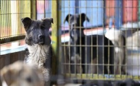 Bakanlık'tan valiliklere yazılı talimat: Belediyelere sahipsiz köpek başına 70 bin 965 TL ceza!