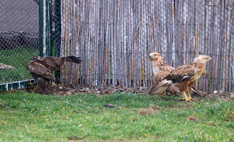 Bir yılda 650 hayvana müdahale edilen merkezde tedavide başarı oranı yüzde 50'yi buldu