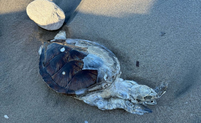 Bodrum'da ölü yavru caretta kıyıya vurdu! Bu iki oldu