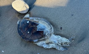 Bodrum'da ölü yavru caretta kıyıya vurdu! Bu iki oldu