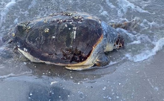 Bodrum sahilinde ölü caretta caretta bulundu