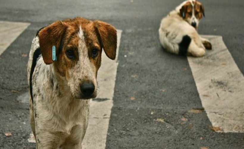 Sokak köpeği yakılarak öldürüldü! Yasa cesaret verdi