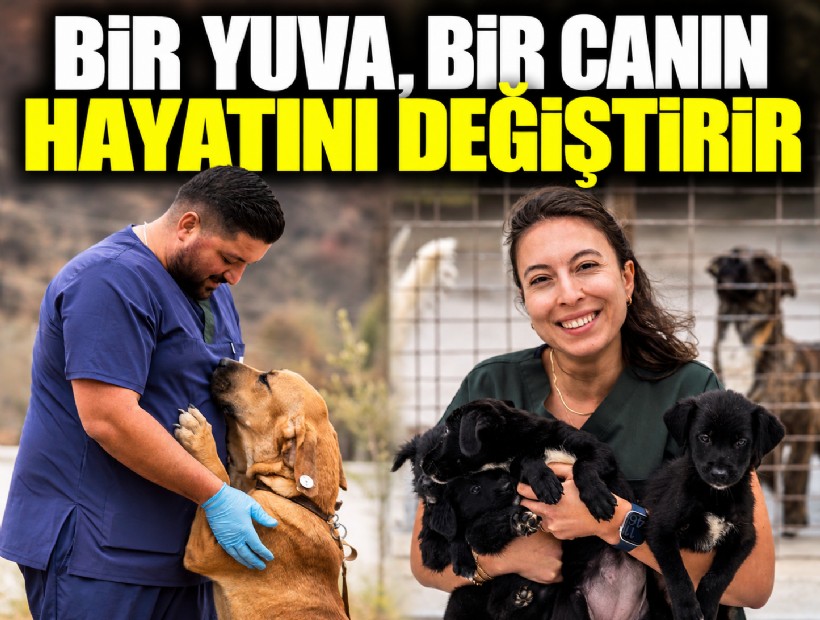 Bir yuva, bir canın hayatını değiştirir