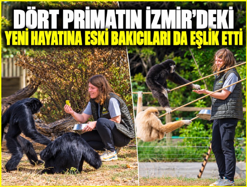 Dört primatın İzmir’deki yeni hayatına eski bakıcıları da eşlik etti