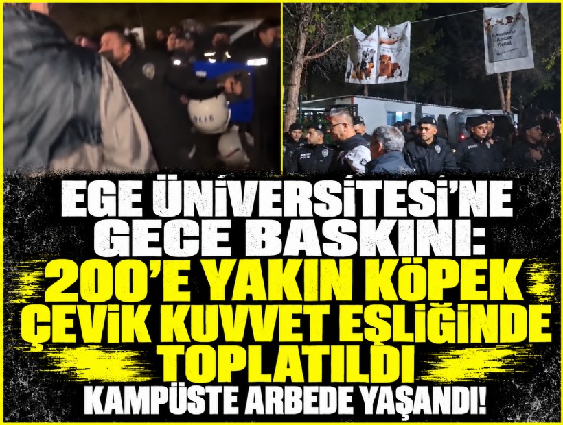 Ege Üniversitesi'ne gece yarısı baskını: 200'e yakın köpek toplatıldı, kampüste arbede yaşandı!