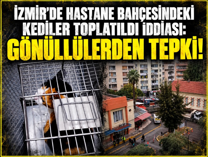 İzmir'de hastane bahçesindeki kediler toplatıldı iddiası: Gönüllülerden tepki!