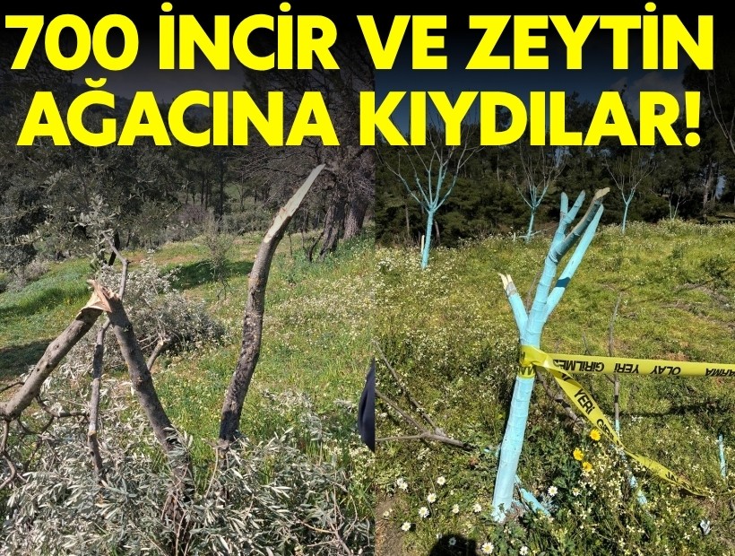 Aydın'da katilam: 700 incir ve zeytin ağacına kıydılar!