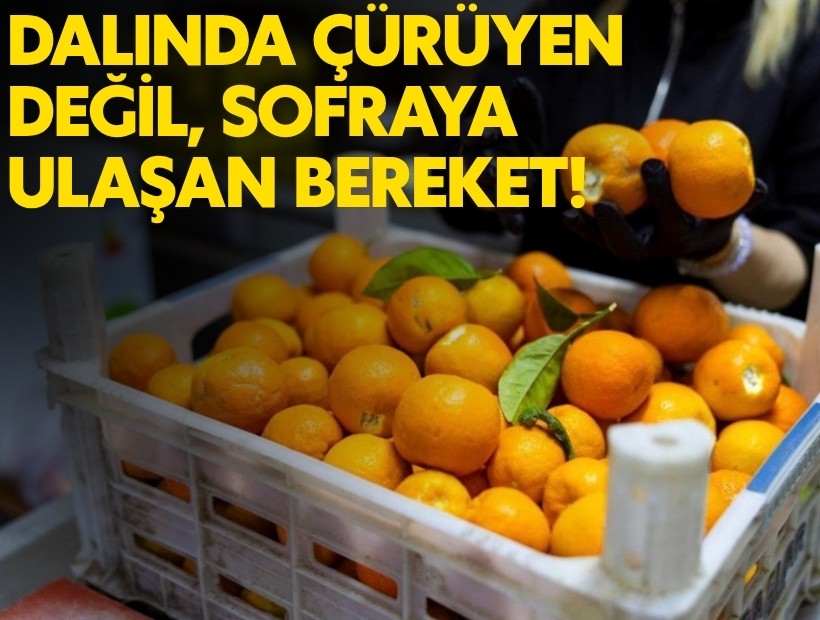 Balçova Belediyesi'nden örnek uygulama; Dalında çürüyen değil, sofraya ulaşan bereket