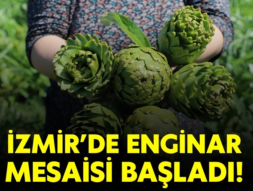 İzmir'de enginar mesaisi başladı