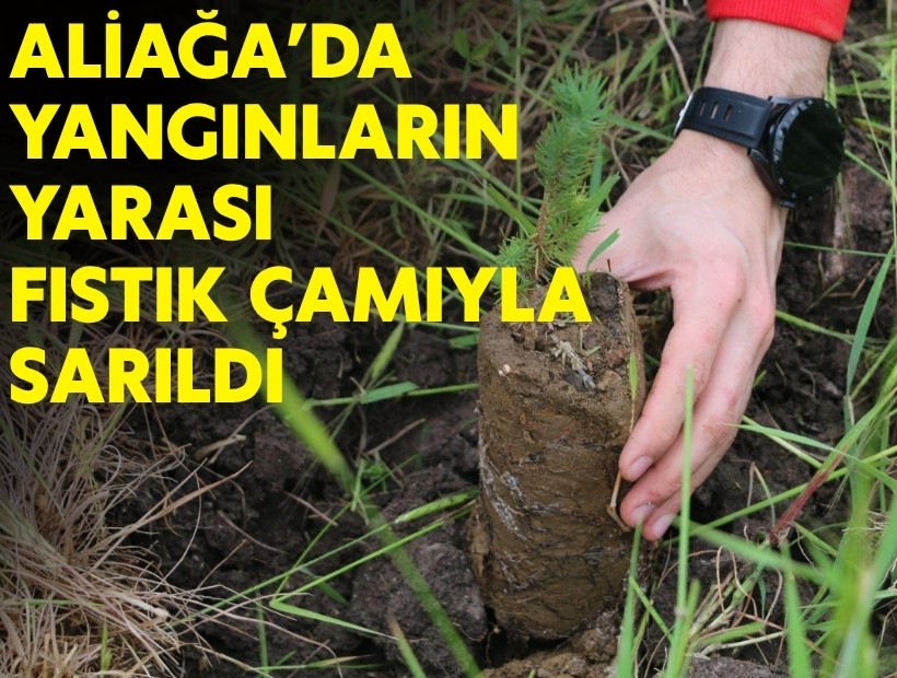 Aliağa’da yangınların yarası bin fıstık çamıyla sarıldı