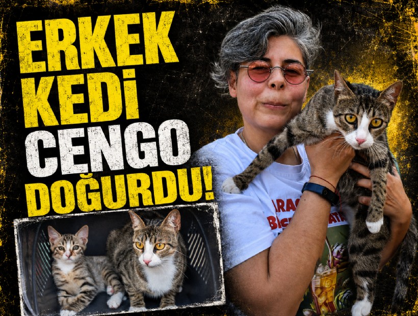 Erkek sanılan Hermafrodit Cengo doğurdu