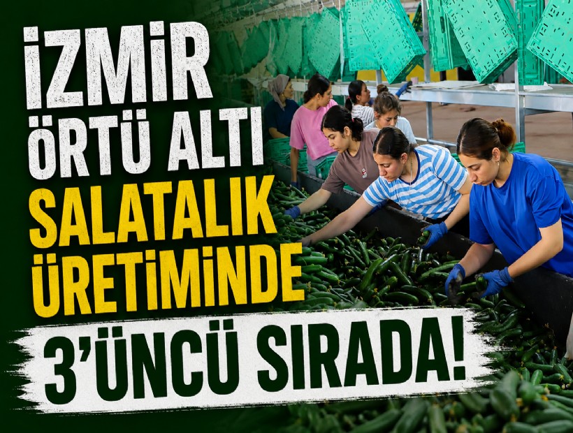 İzmir, örtü altı salatalık üretiminde 3'üncü sırada