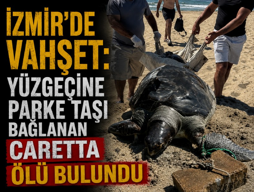 İzmir’de vahşet! Yüzgecine parke taşı bağlanan caretta caretta ölü bulundu