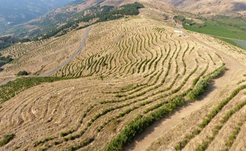 1 milyon 650 bin fidan Bozdağlar'da can buldu