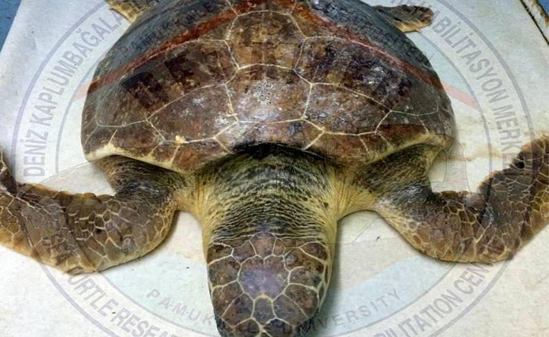 2 caretta caretta kurtarılamadı