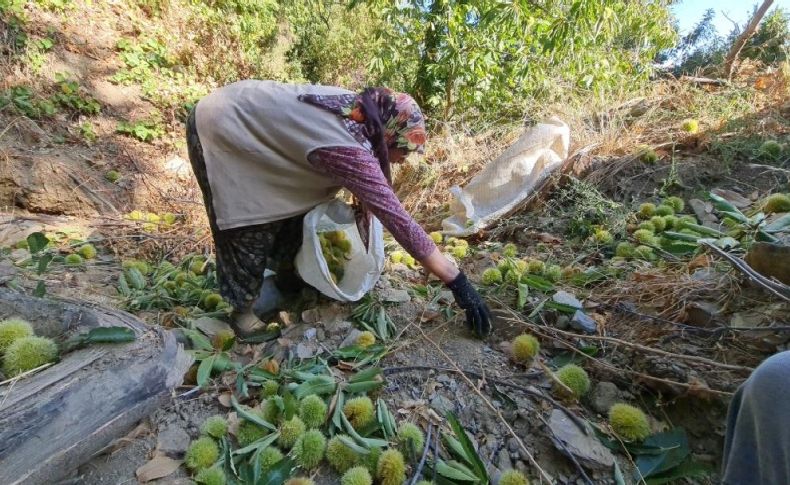 Tire'de kestane hasadı başladı