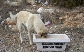 Buca’da can dostları sahipsiz değil