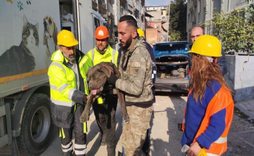 İzmir Büyükşehir Belediyesi depremden etkilenen hayvanları unutmadı