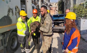 İzmir Büyükşehir Belediyesi depremden etkilenen hayvanları unutmadı