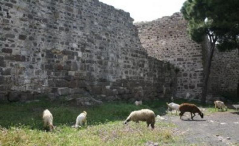 Meraya döndü, keçiler otlamaya başladı