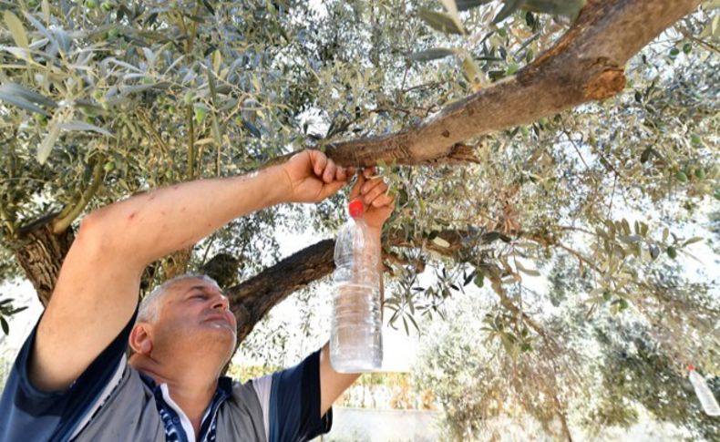 50 bin zeytin ağacı böyle kurtuldu