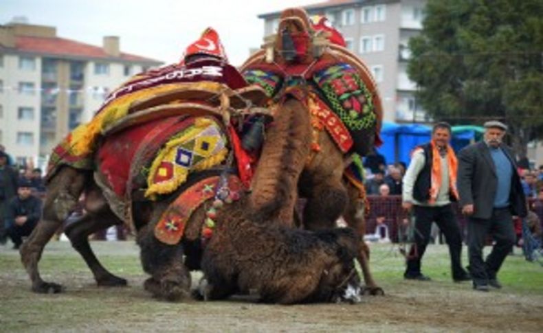 Çiğli’de deve güreşleri coşkusu