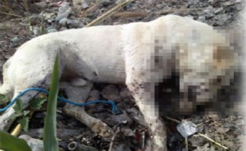 Menemen'de 20 köpek kayboldu, hayvanseverler ayakta