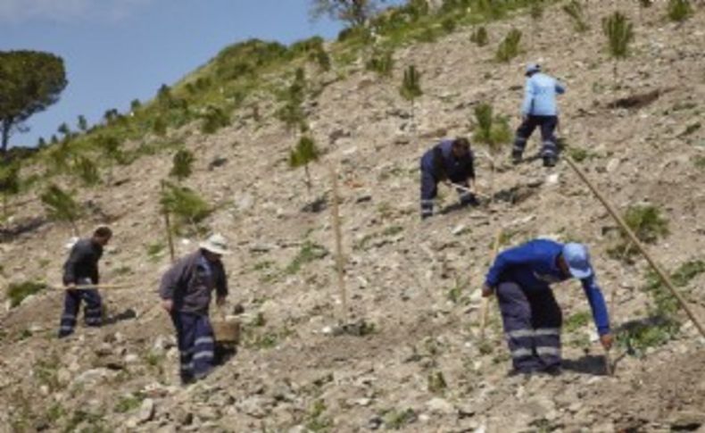 Fuar ağaçları orman oluyor