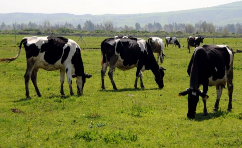 Adana'da süt üretimi yüzde 50 arttı