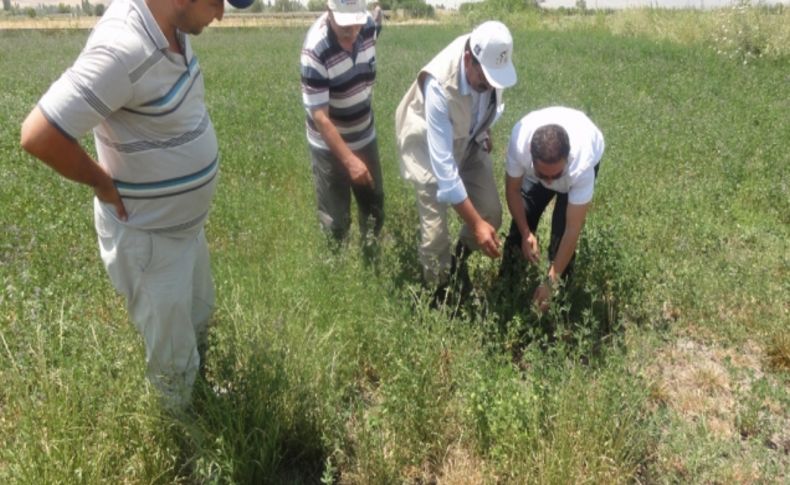 Afyonkarahisar’da 34 bin dekarlık alanda çekirgeyle mücadele yapılacak